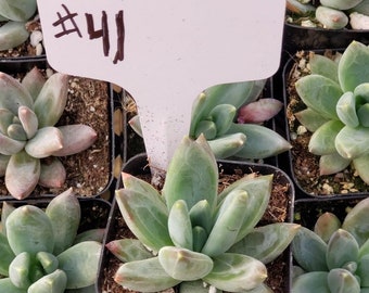 2" Exact Type Succulents - #41-50