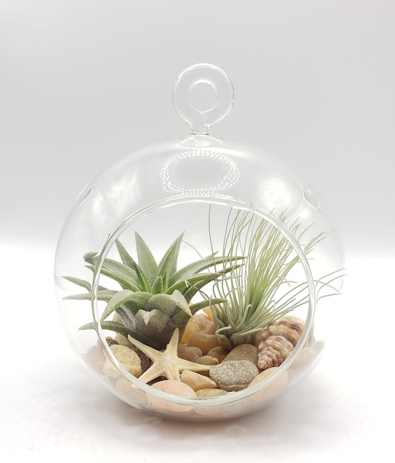 DIY Air Plant Terrarium Kit