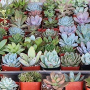 TheSucculentSource - Etsy