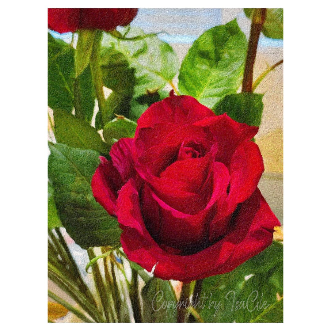 Printable Wall Art or Postcard Red Rose, Digital Download Art Print ...