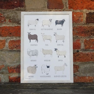 Sheep Breeds Print