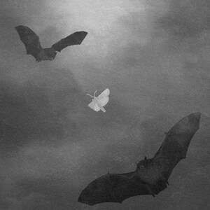 Bats and moth