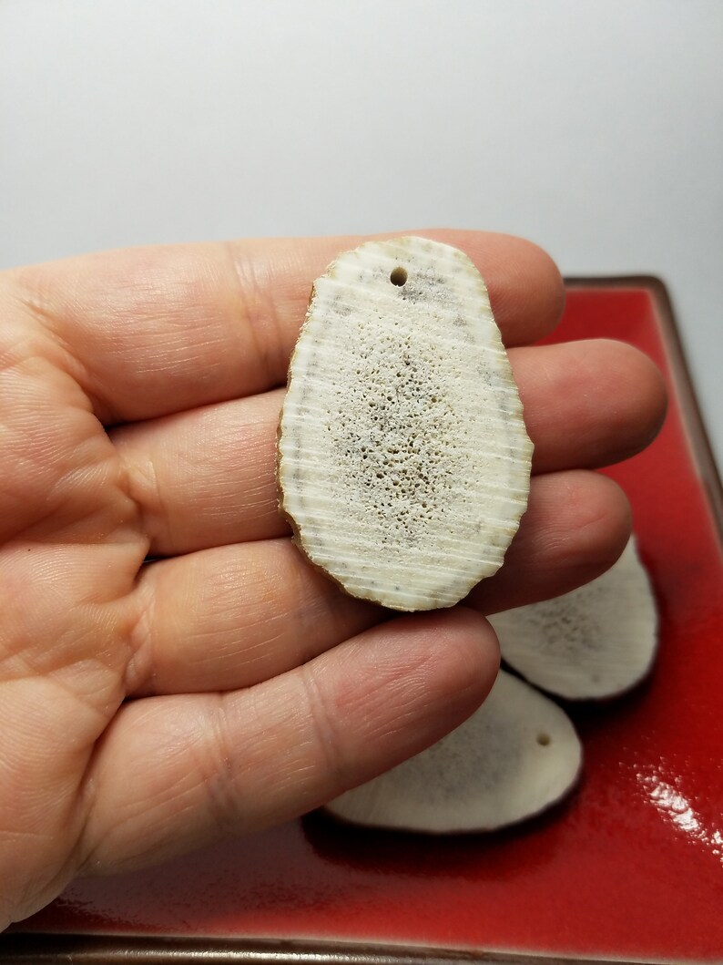 Antler Pieces for Pendants or Earrings Size 1 14 to 1 34 6 Large Antler Pendants or Earrings Antler Pieces