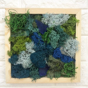 Moss box* Live moss* Cushion moss* Gifts