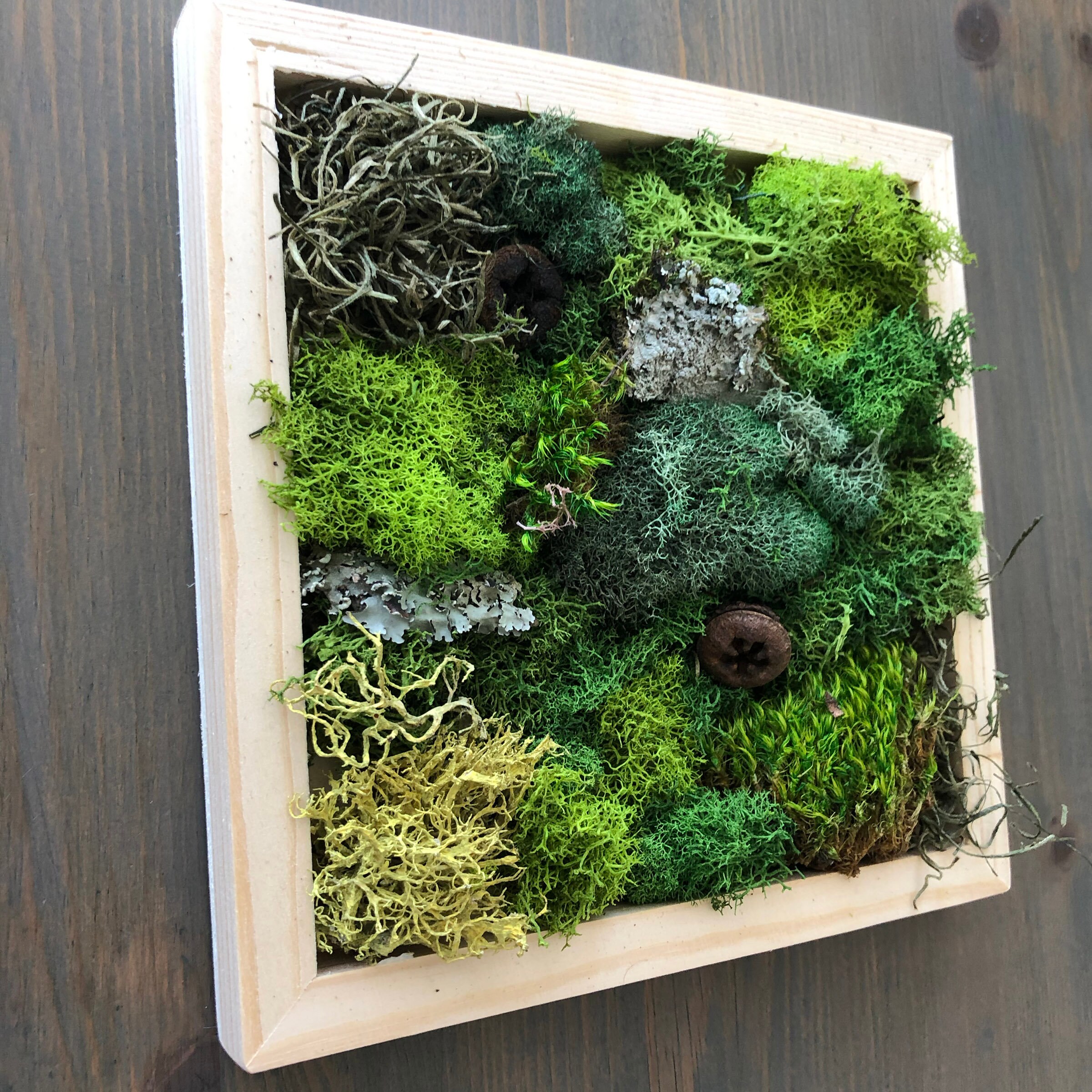 Foraged Moss DIY Kit DIY Kit for Adults DIY Kit Moss Wall Etsy