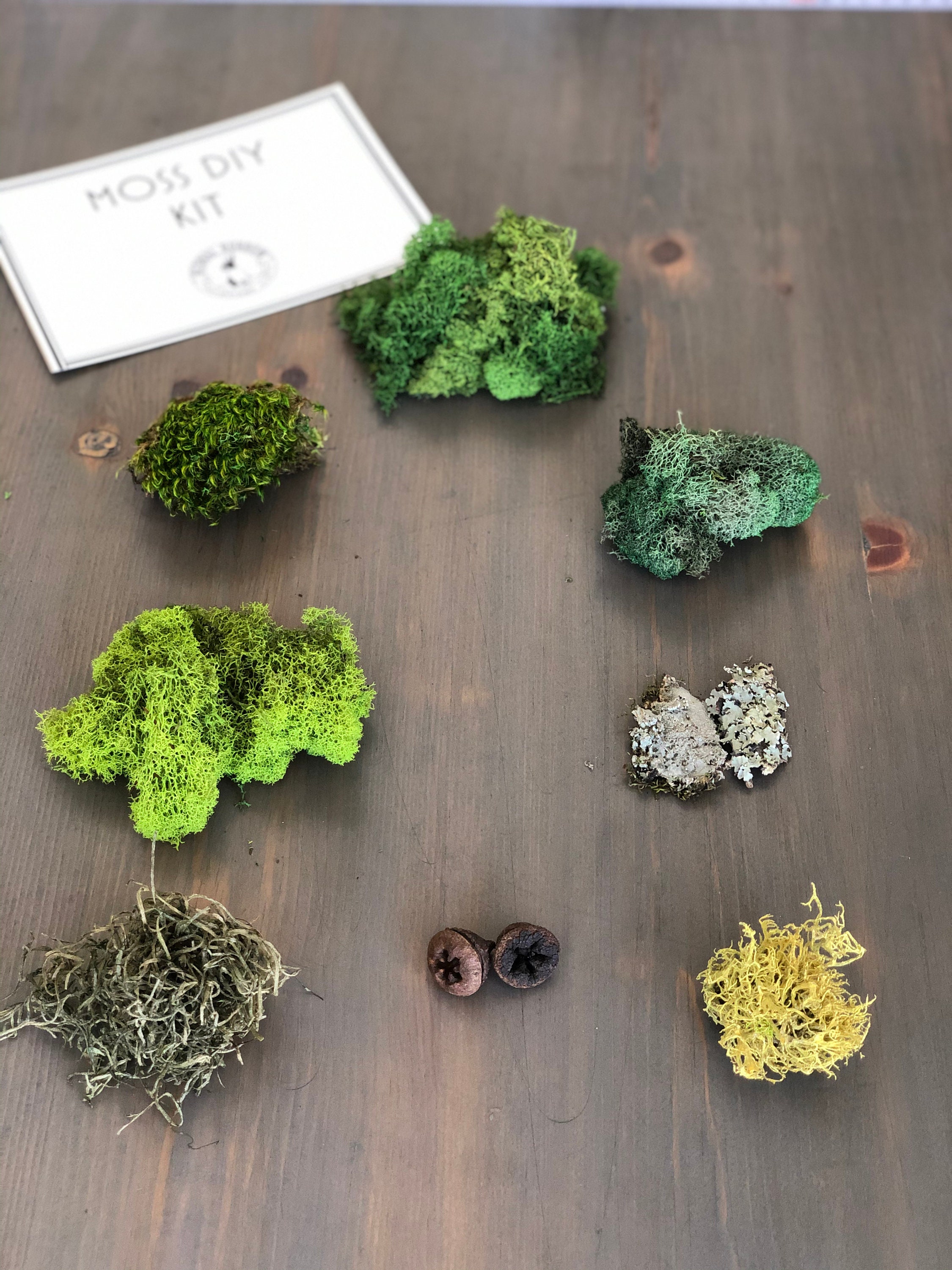 Foraged Moss DIY Kit DIY Kit for Adults DIY Kit Moss Wall Etsy