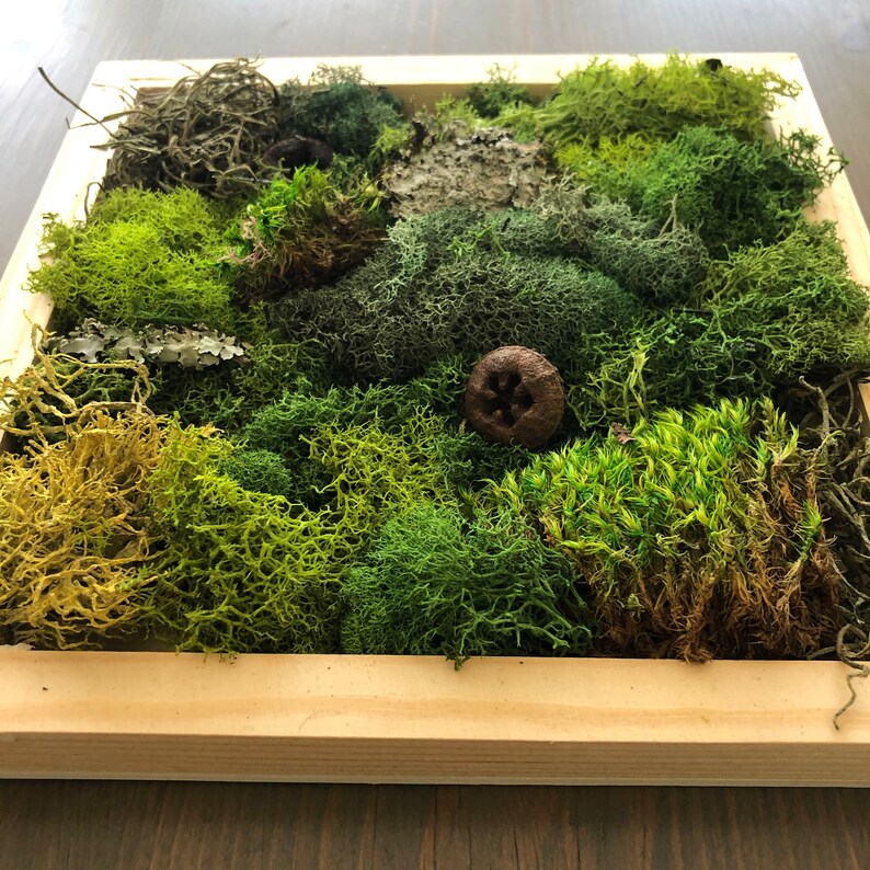 Foraged Moss DIY Kit DIY Kit for Adults DIY Kit Moss Wall Etsy