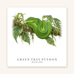 The Green Tree Python illustration (Morelia viridis) that is printed on the mug