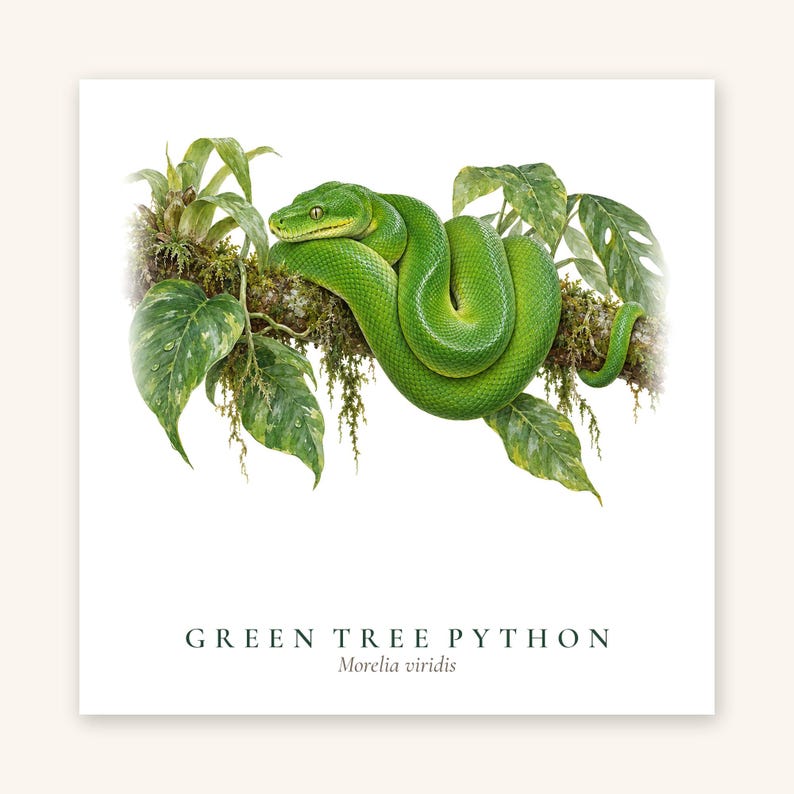 The Green Tree Python illustration (Morelia viridis) that is printed on the mug