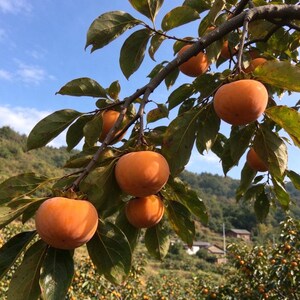 May include: A branch of a persimmon tree laden with several round, smooth, orange fruits hanging among green leaves. The persimmons are ripe and firm, suspended from woody stems against a backdrop of a clear blue sky and distant hills.