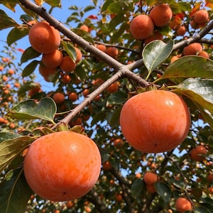 May include: A cluster of ripe, round, orange persimmon fruits hanging from the branches of a tree. The smooth-skinned fruits are surrounded by green leaves against a clear blue sky, with many more fruits visible in the background.