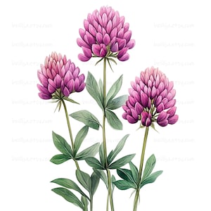 21 imágenes prediseñadas de trébol rosa, imágenes prediseñadas de acuarela imprimibles de flores de prado, PNG y JPG de alta calidad, descarga digital, proyectos de manualidades de papel