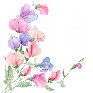 40 Guisantes Dulces Clipart PNG Arreglos Florales para Invitaciones de Cumpleaños Clipart Ilustraciones de Acuarela Clip art, PNG y JPG de Alta Calidad