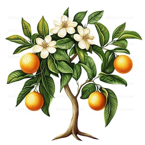 28 Clipart di alberi ad acquerello, pere, limoni, mele, immagini ad acquerello stampabili, PNG di alta qualità, clipart digitali, progetti di artigianato con la carta.