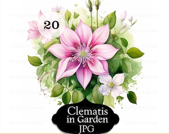 20 Pink Clematis Clipart, Flowers Printable Watercolor Clipart, High Quality JPGs, Digital Download, Paper Craft Projects