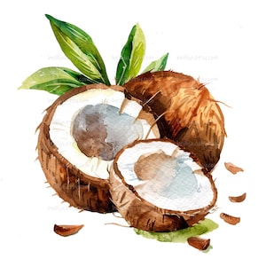 16 Cliparts de Coco em Aquarela, Imagens PNG de Coco Fatiado, Ilustrações em Aquarela, PNGs de Fundo Transparente de Alta Qualidade, Digital CU OK