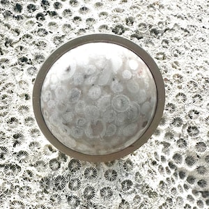 Sea Fossil Knob - Beach House Decor - Coastal Decor - Fossil Drawer Knob