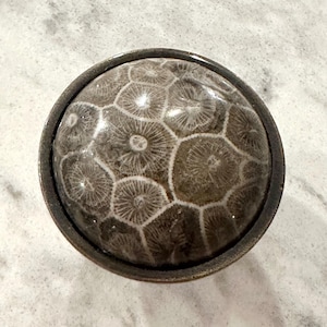 Coral Fossil Knob Coastal Glam Decor Beach House Cabinet Hardware Nautical Ocean Accents Modern Coastal Decor Brass Bathroom Accessories