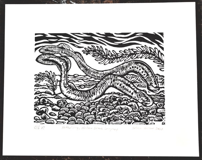 Nestbuilding Time, Western Brook Lamprey, handprinted linocut print, © 2019 Patrick Norton