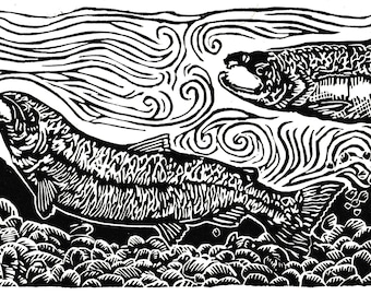 A Homecoming, coho salmon nestbuilding
