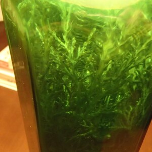 May include: A tall, green glass bottle filled with vibrant green plant life. The bottle's shape is rectangular with a slight taper. The plant life inside appears lush and healthy, creating a striking visual contrast with the clear glass.