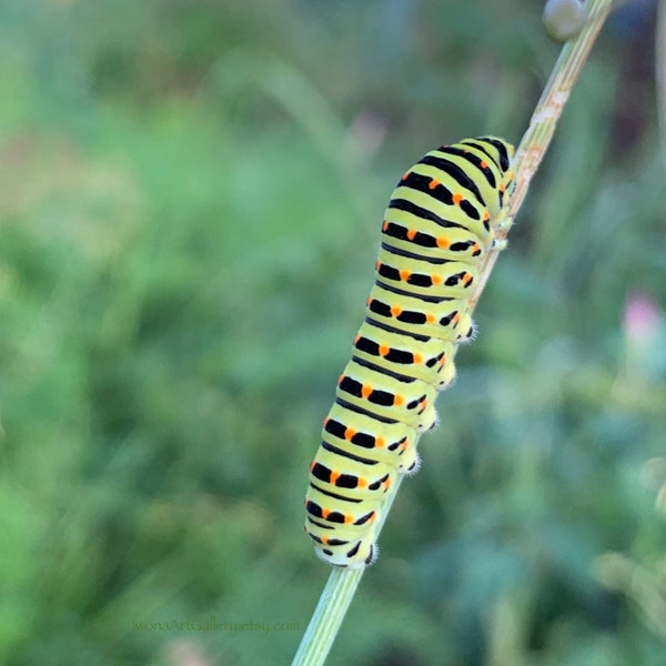 Swallowtail Caterpillar Photo Art Print, Nature Wildlife  Photography 8.5”x11”, Art Bug Small Photo 4”x5”,