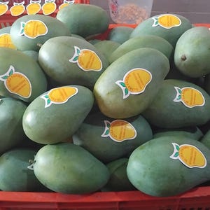 Könnte beinhalten: Eine große orangefarbene Kunststoffkiste gefüllt mit zahlreichen ovalen grünen Mangos. Jede Mango ist mit einem kleinen, markanten gelb-weißen Aufkleber versehen, der eine Mango-Grafik und Text zeigt und anzeigt, dass die Frucht bereit ist.