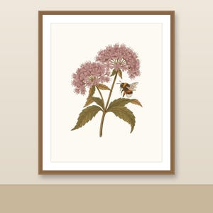 Op de afbeelding: Een ingelijste botanische print met een tros lichtroze bloemen met groene bladeren en een vliegende hommel. Het kunstwerk is gecentreerd in een dunne bruine lijst tegen een lichtcrème achtergrond en toont gedetailleerde bloemillustraties.