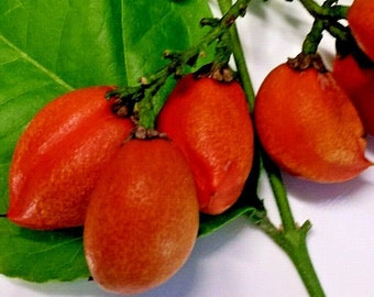 May include: Close-up of a plant with bright green leaves and several vibrant orange-red fruits. The fruits are oval-shaped and clustered on small stems. The leaves are large and have a smooth texture.