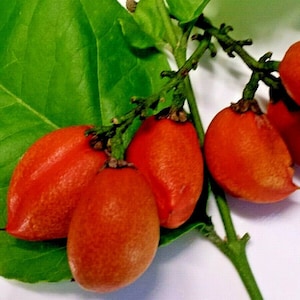 Lote raro de 5/10/20/50 sementes de frutas tropicais Bunchosia Argentea de manteiga de amendoim do Havaí