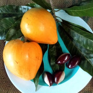 May include: Two ripe, orange canistel fruits and several dark brown seeds are arranged on a light blue plate, decorated with green leaves. The fruits have a smooth skin and are oval. The seeds are oval and glossy. The plate is on a brown surface.