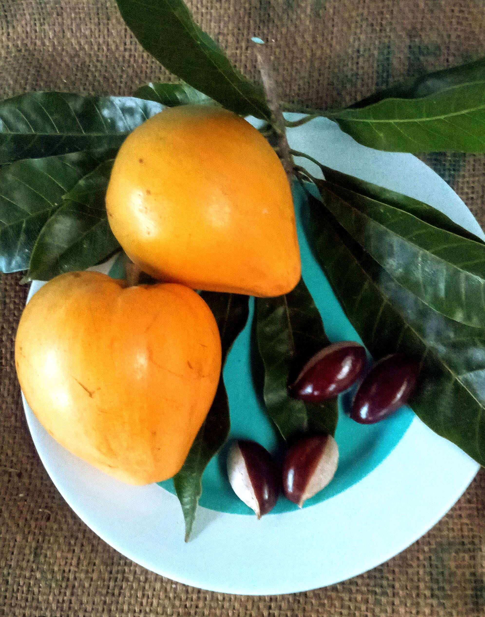 Black sapote fruit - Etsy 日本