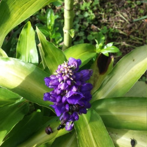 Lot of 4 Blue Ginger Dichorisandra Thyrsiflora Tropical Cuttings FROM HAWAII