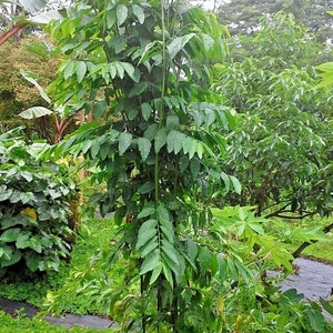 Lot of 5/10/20/50/100 Katuk Sauropus Androgynus Sweet Leaf Plant Cuttings FROM HAWAII