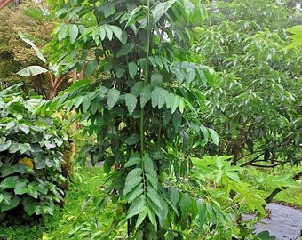 Lot of 5/10/20/50/100 Katuk Sauropus Androgynus Sweet Leaf Plant Cuttings FROM HAWAII
