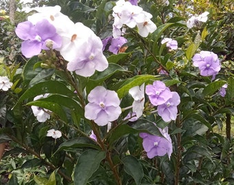 Lot Of 10 Yesterday, Today, and Tomorrow Brunfelsia Pauciflora Plant Cuttings FROM HAWAII