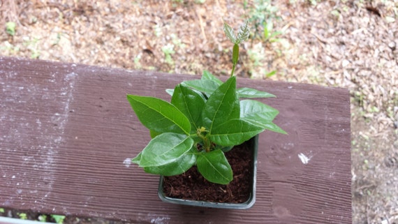 6/"-10/" Ice Cream Bean Plant Tree Seedlings Inga Edula FROM HAWAII
