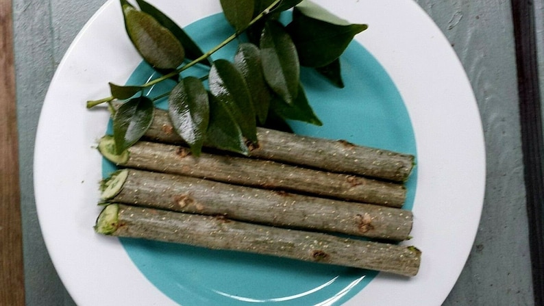 Lot of 4 Gliricidia Sepium Quickstick Mata Ratón 7