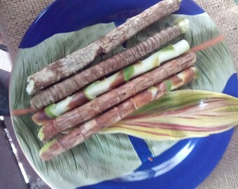 Lot of 5 Hawaii Flag Hawaiian Ti Plant Cordyline Ti Cuttings Logs