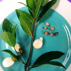 May include: A sprig of green leaves and white, bulbous flowers, along with several brown seeds, are arranged on a teal and white plate. The plate sits against a purple background. The image is a close-up shot of the plant.