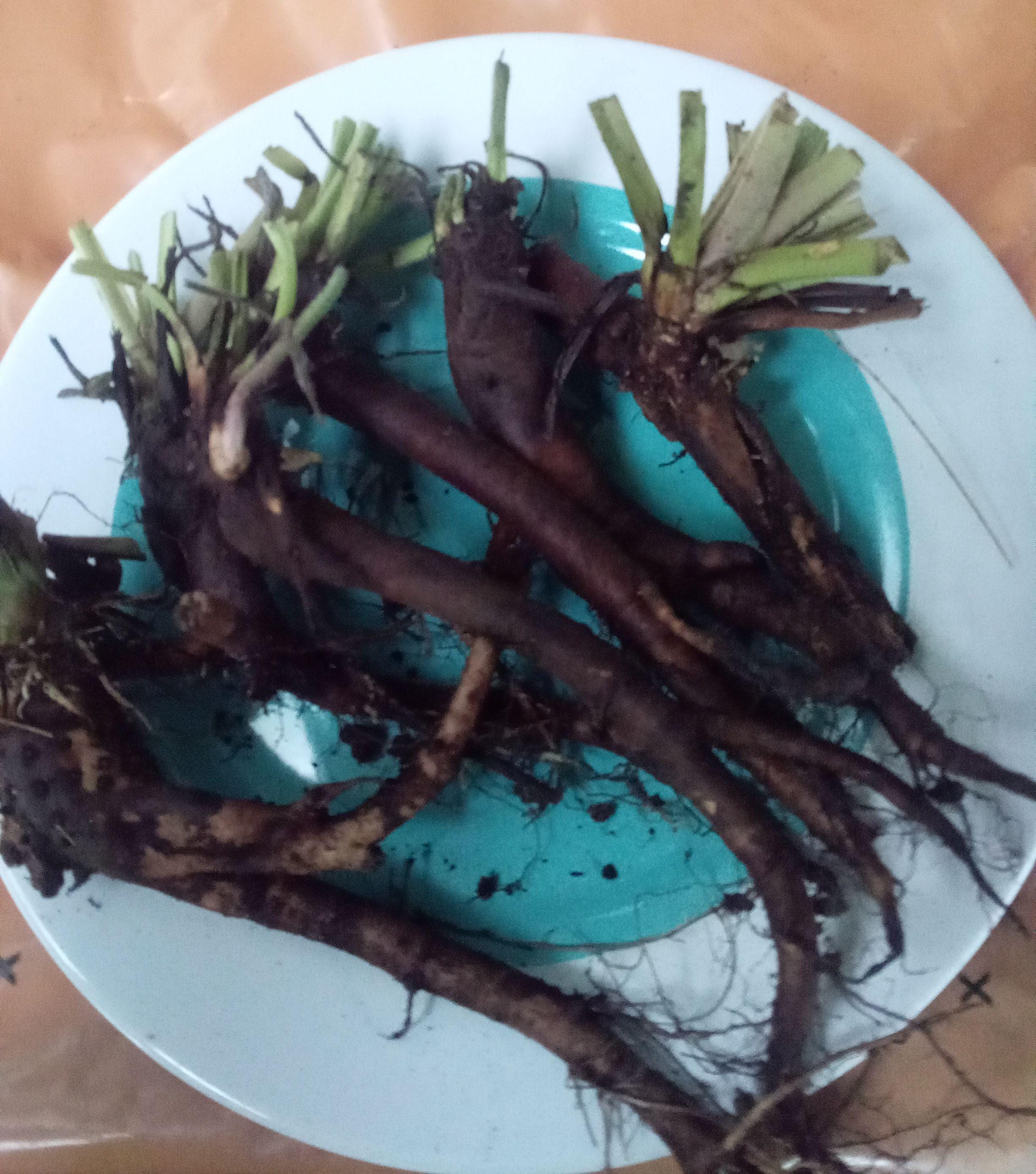 Lot of 5/10/20/50/100 Organic Russian Comfrey Bocking 14 Crowns Plants FROM HAWAII