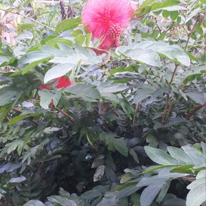 5 Calliandra Haematocephala Red Powderpuff Cuttings FROM HAWAII