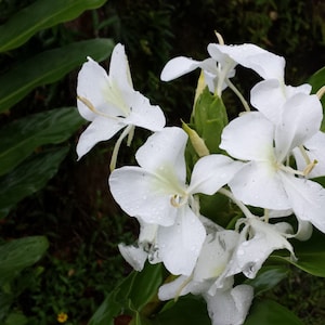 Lot of 3/10/20 White Butterfly Ginger Hedychium Coronarium Rhizomes Roots FROM HAWAII