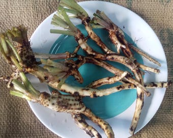 Lot of 5/10/20/50/100 Organic Russian Comfrey Bocking 14 Crowns Plants FROM HAWAII