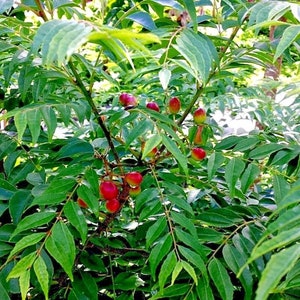 Lot of 10/20/50/100/200/500/1000 Indian Curry Leaf Tree Murraya Koenigii Seeds FROM HAWAII