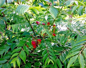 Lot of 10/20/50/100/200/500/1000 Indian Curry Leaf Tree Murraya Koenigii Seeds FROM HAWAII