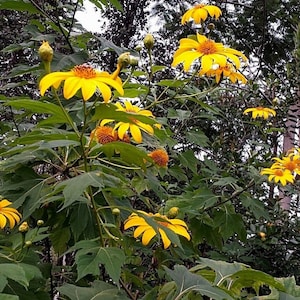Lot of 5/10 Yellow Mexican Sunflower Tithonia Diversifolia 7 INCH Cuttings