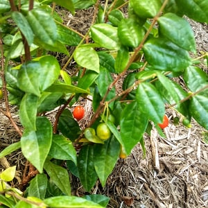 Very RARE Lot of 8 Eugenia Hirta Cinnamon Leaf Tree Seeds FROM HAWAII