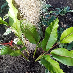 Lot of 5/10/20/30 Dwarf Jamaican Heliconia Rhizomes