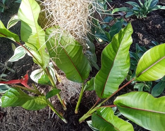 Lot of 5 Dwarf Jamaican Heliconia Rhizomes